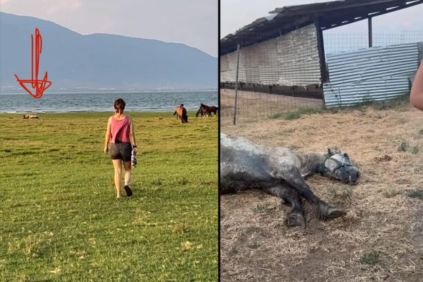 Σέρρες: Βρήκαν εξαθλιωμένα άλογα ιδιώτη κοντά στη λίμνη Κερκίνη (βίντεο)