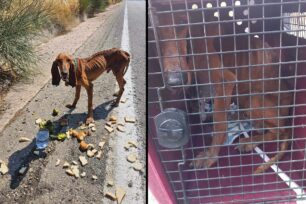 Έσωσαν σκύλο που βρέθηκε σκελετωμένος στον Δομοκό Φθιώτιδας (βίντεο)