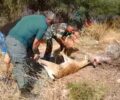 Ρόδος: Έσωσαν ακόμα ένα ελάφι που παγιδεύτηκε σε δίχτυα γεωργού (βίντεο)