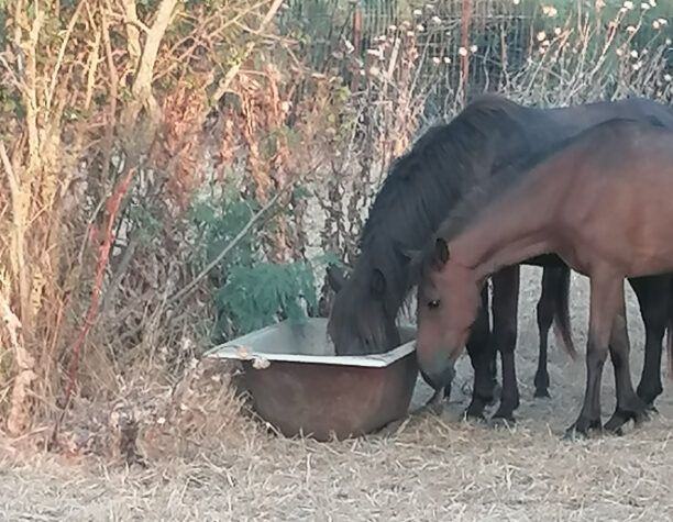 Έβρος: Βάζουν σε δεξαμενές νερό για να ξεδιψάσουν άγρια άλογα στη νησίδα Αινήσιο (βίντεο)