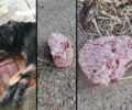 Φιλιατρά Μεσσηνίας: Συνεχίζονται οι δολοφονίες σκυλιών – Η φόλα ήταν σαλάμι με δηλητήριο