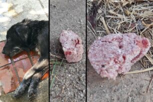 Φιλιατρά Μεσσηνίας: Συνεχίζονται οι δολοφονίες σκυλιών – Η φόλα ήταν σαλάμι με δηλητήριο