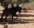Γαργαλιάνοι Μεσσηνίας: Ζητούν βοήθεια για πυροβολημένο άλογο και άλλα ιπποειδή που εγκαταλείφθηκαν
