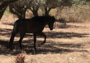 Γαργαλιάνοι Μεσσηνίας: Ζητούν βοήθεια για πυροβολημένο άλογο και άλλα ιπποειδή που εγκαταλείφθηκαν