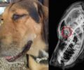 Καλαμιά Άρτας: Έκκληση για φιλοξενία σκύλου πυροβολημένου στο μάτι με κυνηγετικό όπλο (βίντεο)