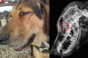 Καλαμιά Άρτας: Έκκληση για φιλοξενία σκύλου πυροβολημένου στο μάτι με κυνηγετικό όπλο (βίντεο)