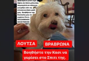 Χάθηκε σκύλος - ηλικιωμένο θηλυκό Μαλτέζ - στη Βραυρώνα Αττικής