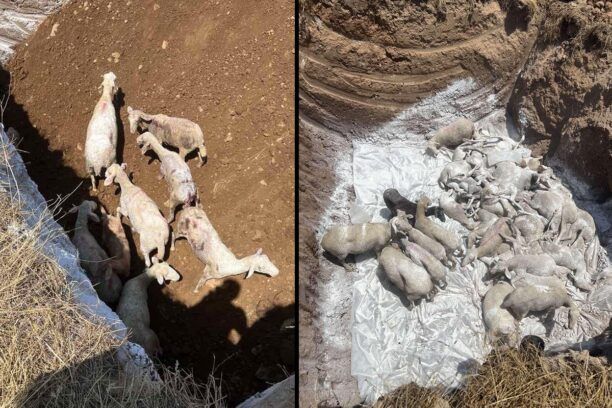Καστράκι Τρικάλων Θεσσαλίας: Έθαψαν ζωντανά 350 πρόβατα – Δεν τα έσφαξαν μετά την αναισθητοποίηση (βίντεο)