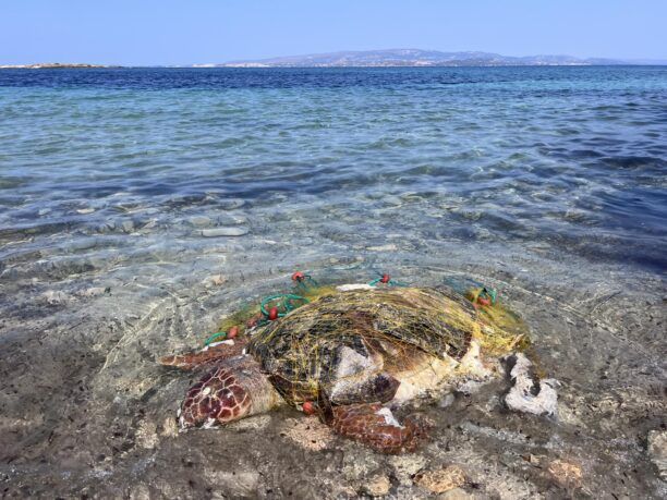 Κεφαλλονιά: Νεκρή σε δίχτυα ψαρά θαλάσσια χελώνα που σύχναζε επί χρόνια στο λιμάνι του Αργοστολίου