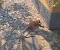 Κέρκυρα: Συνεχίζονται οι δολοφονίες ζώων με φόλες στο άλσος Γαρίτσας