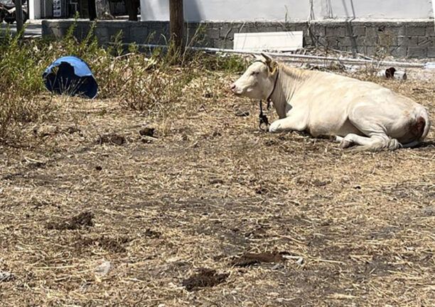 Κατήγγειλε τη συστηματική κακοποίηση αγελάδων στην Κω – Δράστες καλύπτονται από τοπικούς φορείς επί δεκαετίες (βίντεο)