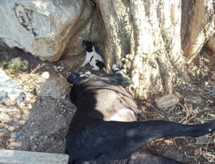 Κρήνη Αχαΐας: Δολοφόνησε με φόλα σκυλίτσα που είχε γεννήσει πρόσφατα (βίντεο)