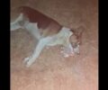 Λαχανάς Θεσσαλονίκης: Σκύλος δηλητηριασμένος με φόλα σπάραζε στην κεντρική πλατεία (βίντεο)