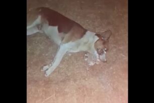 Λαχανάς Θεσσαλονίκης: Σκύλος δηλητηριασμένος με φόλα σπάραζε στην κεντρική πλατεία (βίντεο)