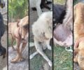 Κολαστήριο σκυλιών το «καταφύγιο» στο Λειψύδριο που ο Δήμος Κιλκίς στοίβαζε ανεπιθύμητα αδέσποτα (βίντεο)