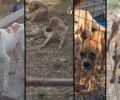 Στη Βουλή φέρνουν 3 βουλευτές του ΣΥ.ΡΙΖ.Α. την κακοποίηση πολλών σκυλιών σε «καταφύγιο» στο Λειψύδριο Κιλκίς