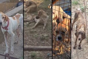 Λειψύδριο Κιλκίς: Δεκάδες σκυλιά σκελετωμένα και άρρωστα σε ιδιωτικό «καταφύγιο» (βίντεο)