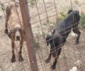Φιλοζωικός Σύλλογος Κιλκίς: Ο Δήμος δεν δίνει τροφές για τα εξαθλιωμένα σκυλιά στο Λειψύδριο (βίντεο)