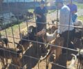 Δήμος Κιλκίς: Δεν ευθυνόμαστε για την κακοποίηση ζώων στο «καταφύγιο» της Α.Μ.Κ.Ε. «Συνείδηση» στο Λειψύδριο (βίντεο)