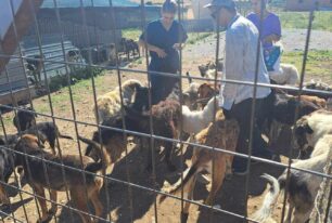 Δήμος Κιλκίς: Δεν ευθυνόμαστε για την κακοποίηση ζώων στο «καταφύγιο» της Α.Μ.Κ.Ε. «Συνείδηση» στο Λειψύδριο (βίντεο)