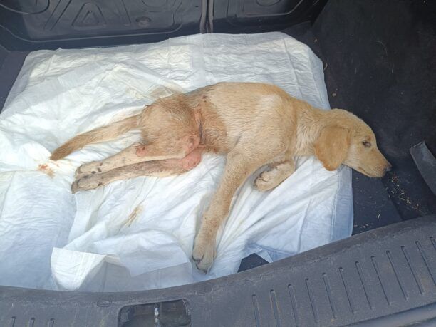 Λυγιάς Αιτωλοακαρνανίας: Βρήκαν σκύλο πυροβολημένο με αεροβόλο να σέρνεται παράλυτος