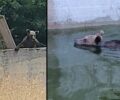 Μεταμόρφωση Ιωαννίνων: Απεγκλώβισαν νεαρή αρκούδα που παγιδεύτηκε σε στέρνα με νερό (βίντεο)