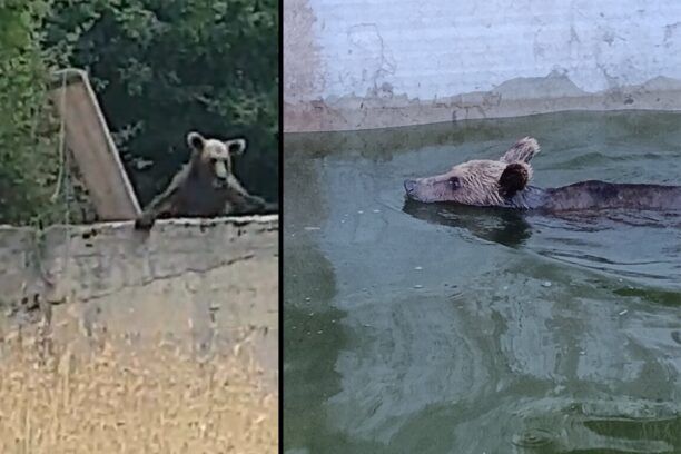 Μεταμόρφωση Ιωαννίνων: Απεγκλώβισαν νεαρή αρκούδα που παγιδεύτηκε σε στέρνα με νερό (βίντεο)