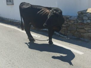 Μύκονος: Σκελετωμένη αγελάδα περιφέρεται παστουρωμένη με δεμένα πόδια