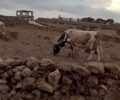 Μύκονος: Αγελάδα κακοποιείται με παστούρα δεμένη με σχοινιά στο κεφάλι και στα πόδια