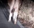 Μύκονος: Αγελάδες με δεμένα πόδια με παστούρες κακοποιούνται εκτεθειμένες στο έλεος του βασανιστή τους