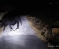 Μύκονος: Αγελάδες παστουρωμένες με δεμένα τα πόδια περιφέρονται στα χωράφια
