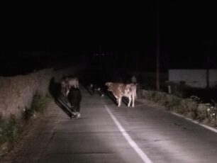 Μύκονος: Αγελάδες με δεμένα πόδια μέσα στον δρόμο νύχτα