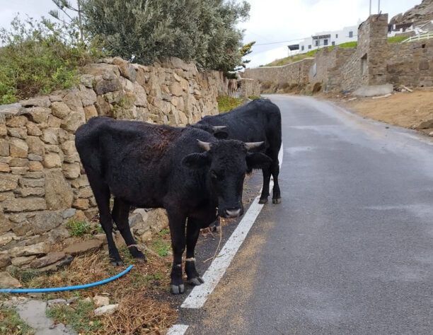 Μύκονος: Αγελάδες με δεμένα τα πόδια με παστούρα κακοποιούνται και οι αρχές αδιαφορούν