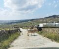 Μύκονος: Αγελάδες με δεμένα τα πόδια με παστούρες περιφέρονται στα χωράφια