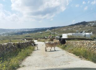 Μύκονος: Αγελάδες με δεμένα τα πόδια με παστούρες περιφέρονται στα χωράφια