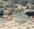 Μύκονος: Αγελάδα και ταύρος με δεμένα τα πόδια με παστούρα στην παραλία του Αγίου Σώστη