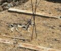 Μύκονος: Βρήκε κατσίκες νεκρές μέσα σε περιφραγμένο κτήμα (βίντεο)