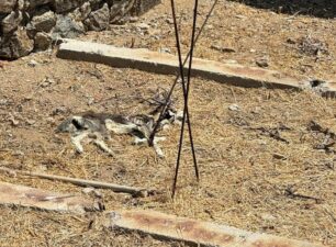 Μύκονος: Βρήκε κατσίκες νεκρές μέσα σε περιφραγμένο κτήμα (βίντεο)