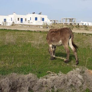 MykonosGaidarosPastouromenos21 12 2019 4