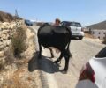 Μύκονος: Ακόμα μια αγελάδα με δεμένα πόδια με παστούρα