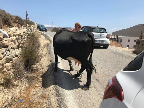 Μύκονος: Ακόμα μια αγελάδα με δεμένα πόδια με παστούρα