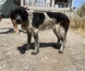 Έκκληση για φιλοξενία σκύλου που βρέθηκε με κομμένο λαιμό από θηλιά στη Ναύπακτο Αιτωλοακαρνανίας (βίντεο)