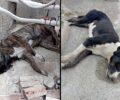 Νέα Αγχίαλος Μαγνησίας: Με φόλες δολοφονούν σκυλιά