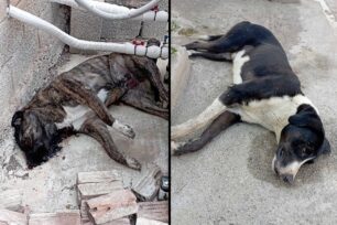 Νέα Αγχίαλος Μαγνησίας: Με φόλες δολοφονούν σκυλιά