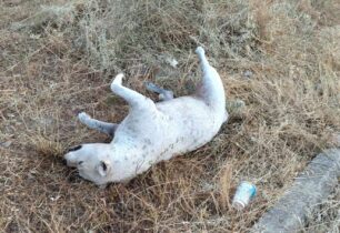 Νέα Αγχίαλος Μαγνησίας: Συνεχίζονται οι δολοφονίες ζώων με φόλες – Ακόμα ένας σκύλος βρέθηκε δηλητηριασμένος