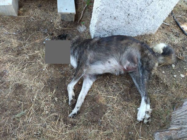 Νέα Αγχίαλος Μαγνησίας: Ακόμα ένας σκύλος νεκρός, δολοφονημένος με φόλα