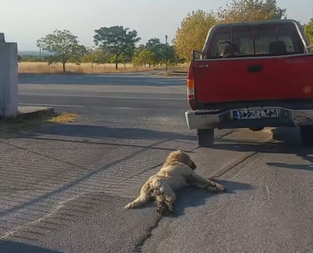 Παλατίτσια Ημαθίας: Αφέθηκε ελεύθερος μετά τη σύλληψη ηλικιωμένος που έσερνε σκύλο στην άσφαλτο με αγροτικό (βίντεο)
