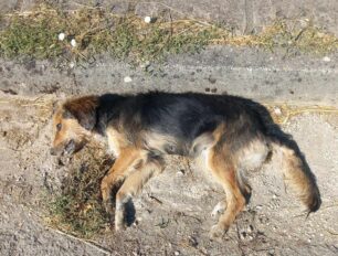 Παρακάλαμος Ιωαννίνων: Βρήκαν σκύλο δολοφονημένο από φόλα