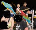 Πευκοχώρι Χαλκιδικής: Έκοψε τα φτερά παπαγάλων και χρέωνε 10 ευρώ τη φωτογραφία με τους Μακάο (βίντεο)