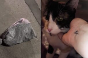 Πειραιάς: Βρήκαν γάτα ζωντανή μέσα σε τσουβάλι πεταμένο στον δρόμο (βίντεο)